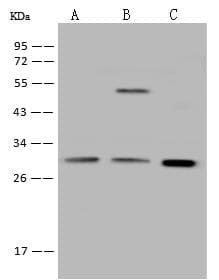 Polyclonal Rabbit anti-Human LGALS3 / Galectin 3 Antibody (WB)