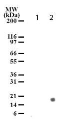 Monoclonal Mouse anti-Human Histone H3 Antibody (clone 117C826, phospho-Ser28, WB)