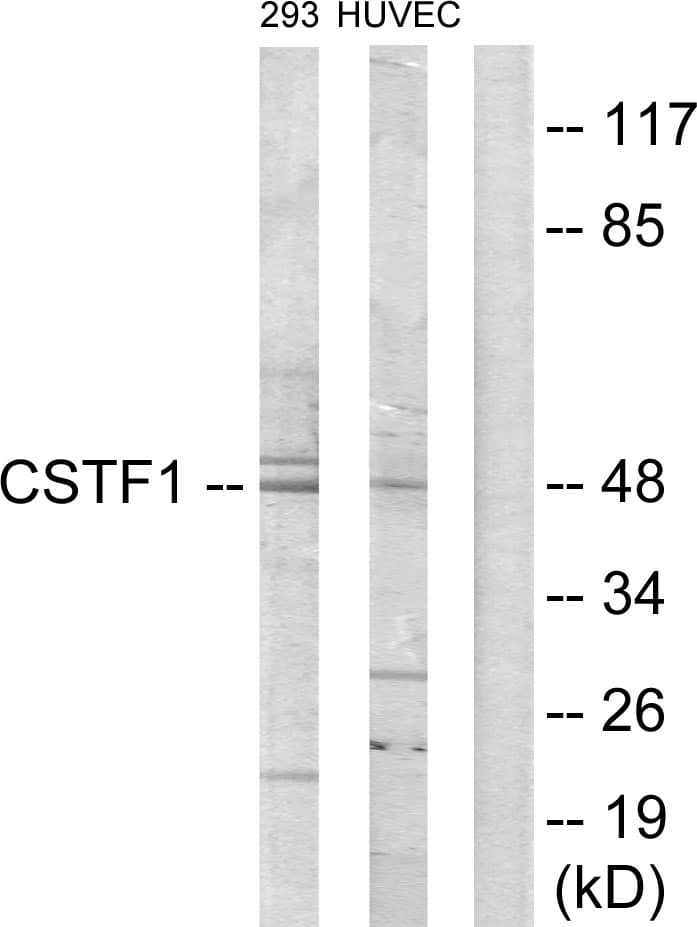 IHC-plus™ CSTF1 Antibody (aa1-50)