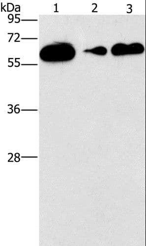 CD27 Antibody