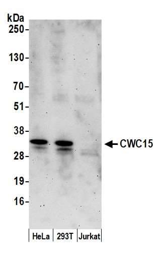 CWC15 Antibody (aa75-125)