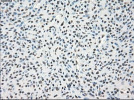 LTA4H / LTA4 Antibody (clone OTI5C10)