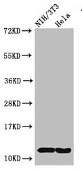 HIST1H4I Antibody
