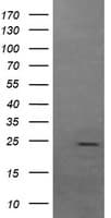 FATE1 Antibody (clone OTI7B5, Carrier-free)