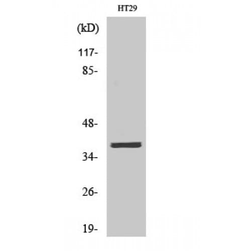 MEF2B Antibody (30-110 aa, Internal)