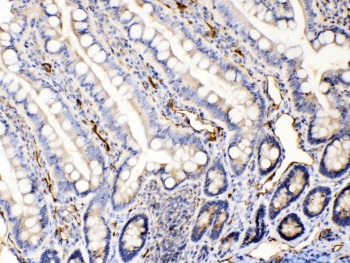 BAX Antibody