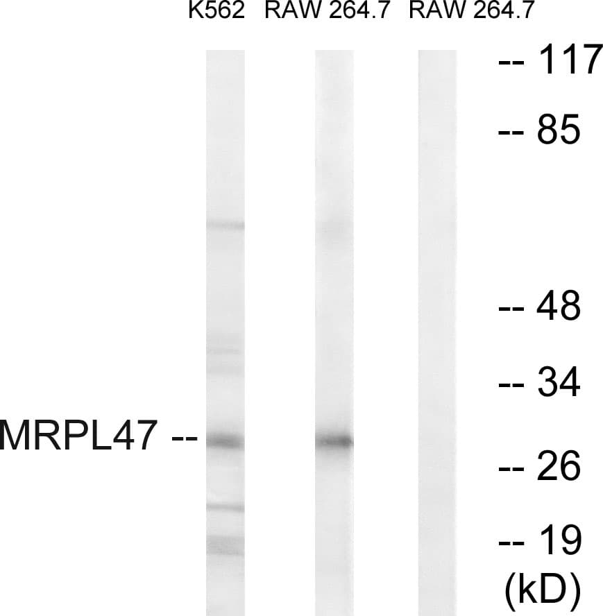 MRPL47 Antibody (aa191-240)