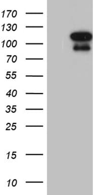 ELF4 / MEF Antibody (aa83-345, clone OTI2A3)