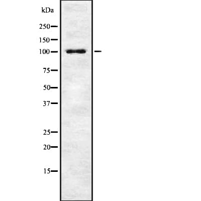 MIB1 Antibody