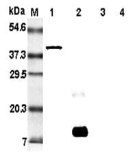 RETN / Resistin Antibody (clone RRES 07)