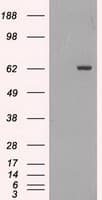 Monoclonal Mouse anti-Human GAD1 / GAD67 Antibody (clone OTI3G9, IHC, WB)