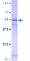 Human GNB1 Protein (Recombinant GST)