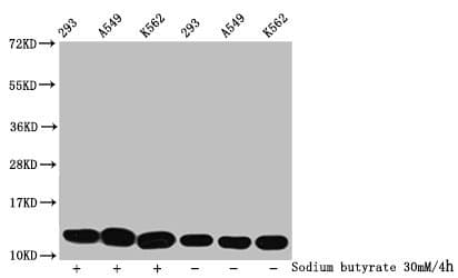 HIST1H4I Antibody