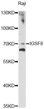 CD316 / IGSF8 Antibody