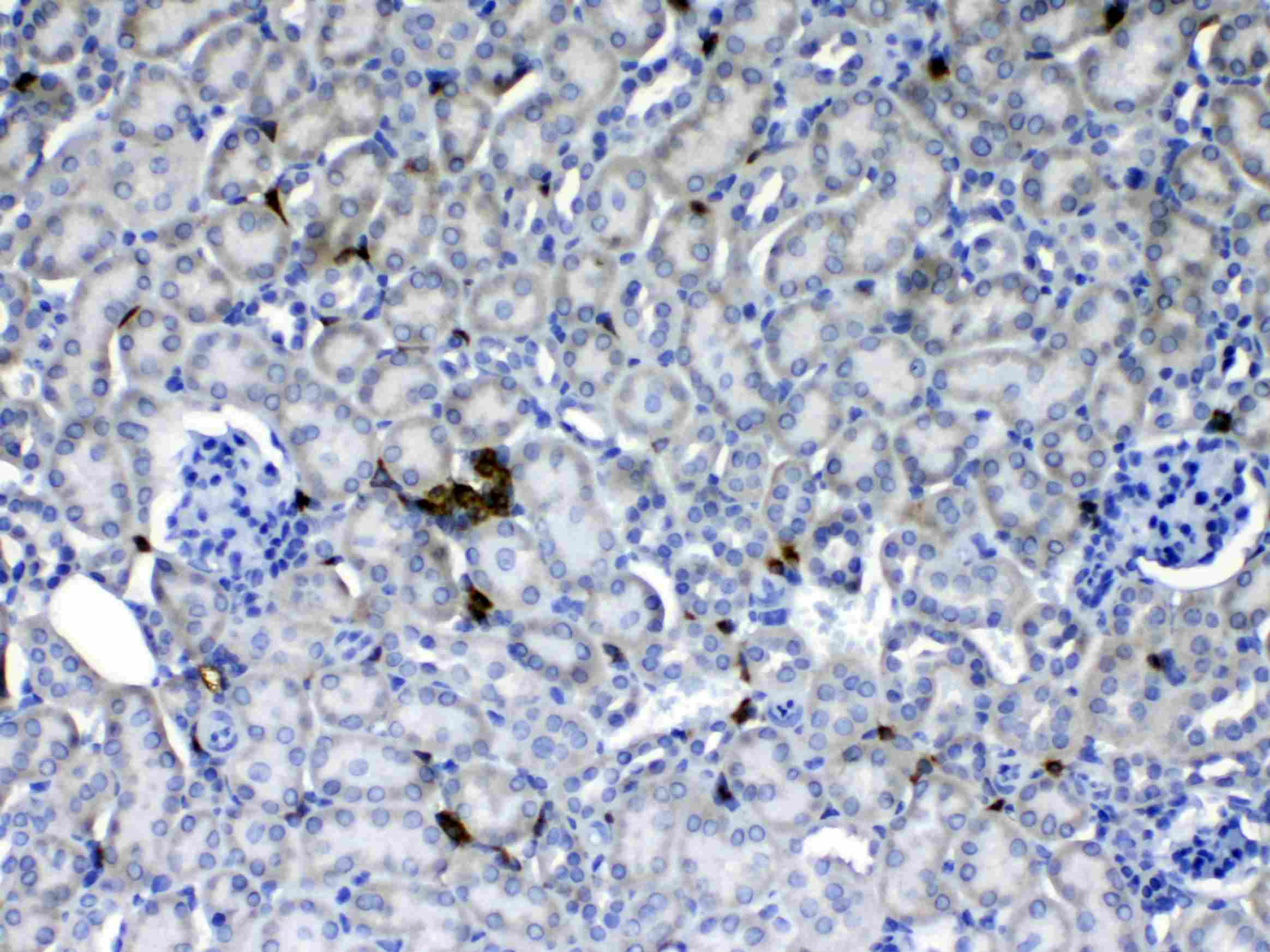 THY1 / CD90 Antibody
