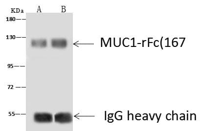 Polyclonal Rabbit anti-Human EMA / MUC1 Antibody (Preservative Free, WB)