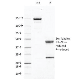 CD46 Antibody (clone 169-1-E4.3, Azide-free, BSA-free)