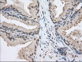 SNX9 / WISP Antibody (clone OTI1B5)