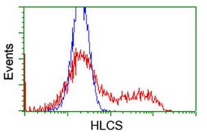 HLCS / HCS Antibody (clone OTI1E4)