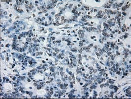 Monoclonal Mouse anti-Human ID3 Antibody (clone OTI15F4, IHC, IF, WB)