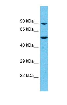 C16orf73 Antibody (aa264-313)