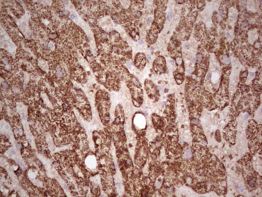 Monoclonal Mouse anti-Human ABAT Antibody (clone OTI4A10, aa29-323, IHC, WB)