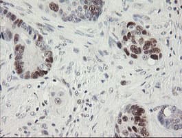 RFC2 / RFC40 Antibody (aa1-234, clone OTI3A7, Carrier-free)