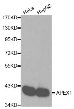 APEX1 / APE1 Antibody