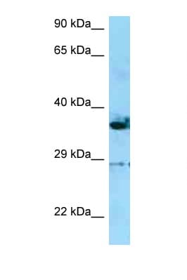 INF2 Antibody (C-Terminus)