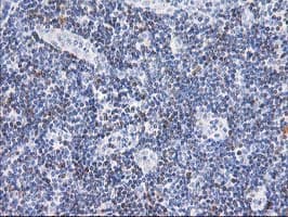 STAT4 Antibody (clone OTI3B6)