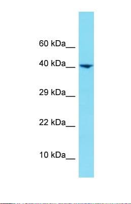HNRNPUL1 Antibody (N-Terminus)