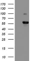 PPP1R15A / GADD34 Antibody (clone OTI2B11)