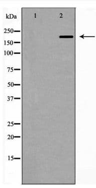 TJP1 / ZO-1 Antibody