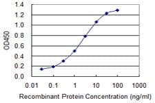 EIF4G1 / EIF4G Antibody (clone 3A10)