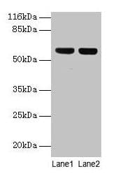 ATP5A1 / ATP Synthase Alpha Antibody (aa44-553)