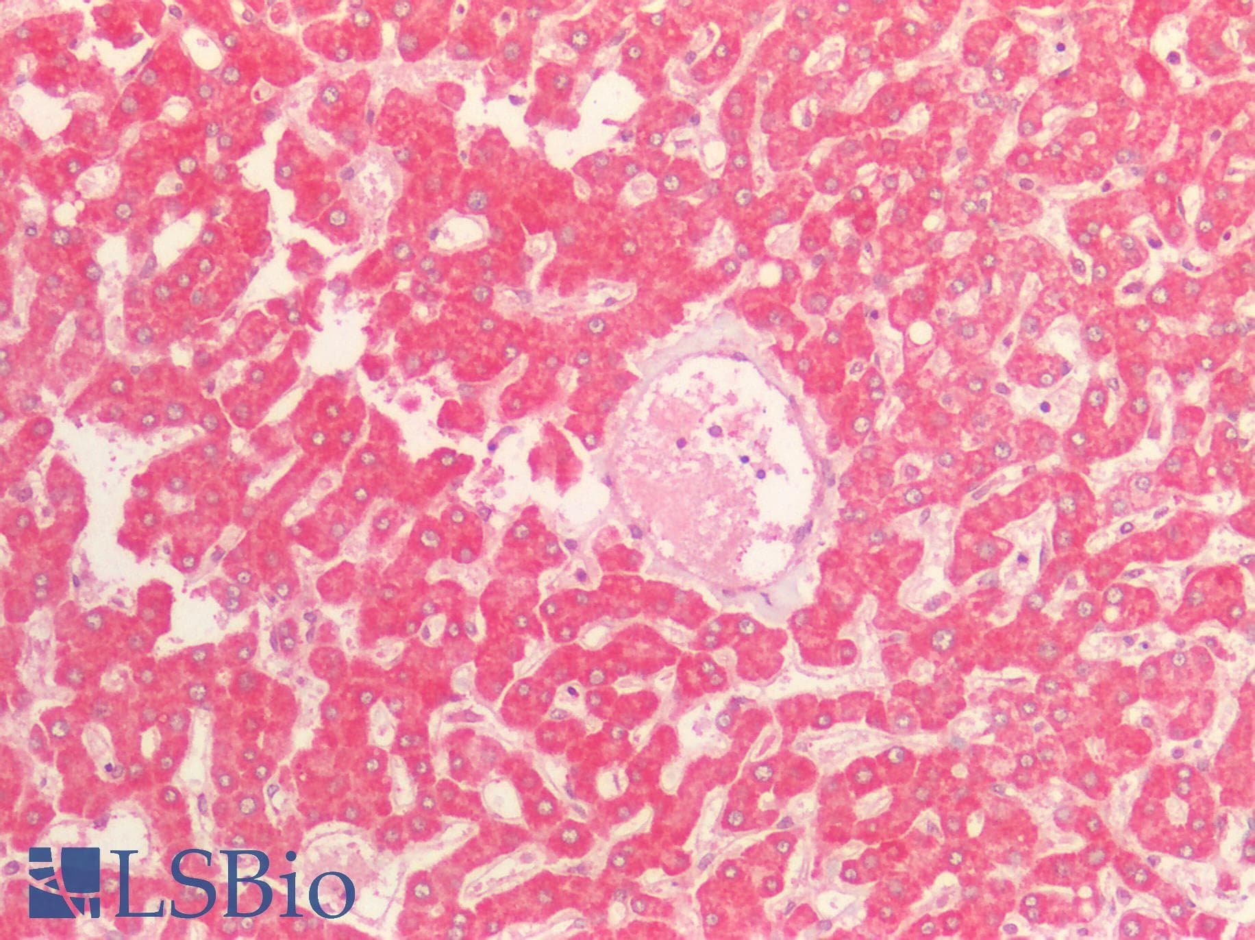 PathPlus™ Polyclonal Rabbit anti-Human IGF2 Antibody (IHC, WB)
