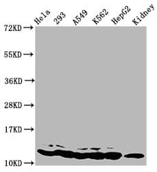 HIST1H4I Antibody