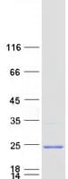 Human MRPS11 Protein (Recombinant Myc-DDK (Flag))