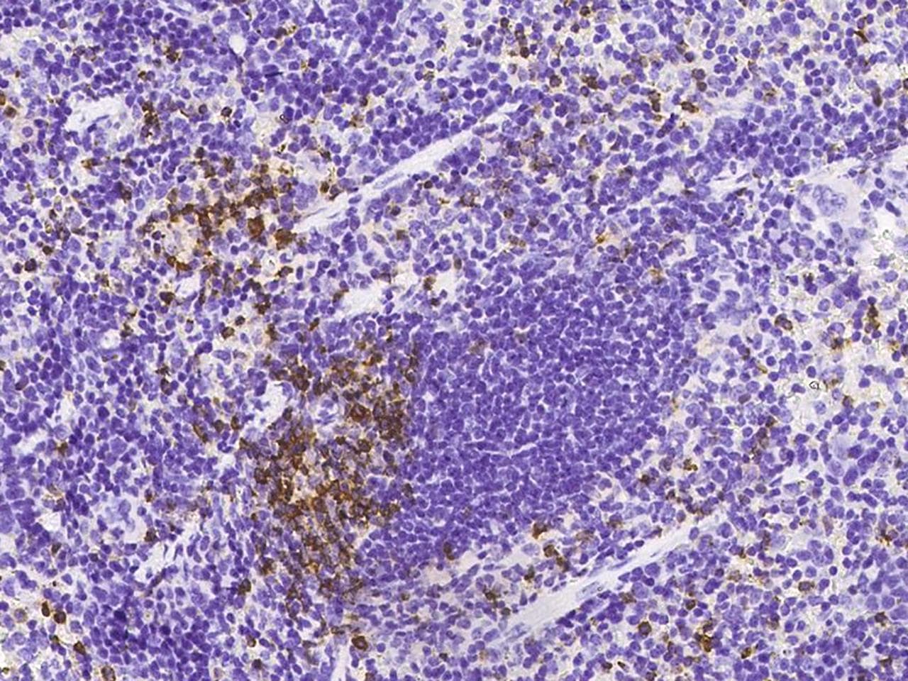 THY1 / CD90 Antibody (Preservative Free)