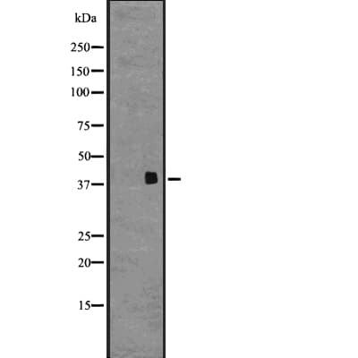 Polyclonal Rabbit anti-Human GPR68 / OGR1 Antibody (IF, WB)
