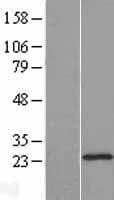 DHFRL1 Protein (Over-Expression Lysate Myc-DDK (Flag))