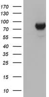 DGKA Antibody (clone OTI4H10)