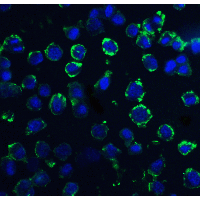 IHC-plus™ DNAL1 Antibody