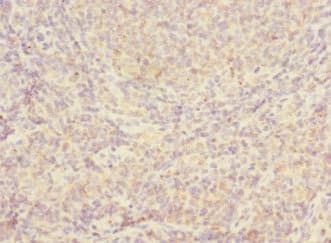JCHAIN / Ig J Chain Antibody
