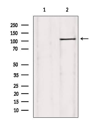 USP38 Antibody