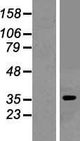 ADORA1 / Adenosine A1 Receptor Protein (Over-Expression Lysate Myc-DDK (Flag))