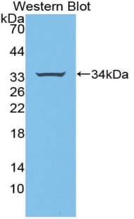 STAM1 / STAM Antibody (aa196-465, Cy3)