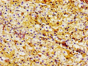 LTA4H / LTA4 Antibody
