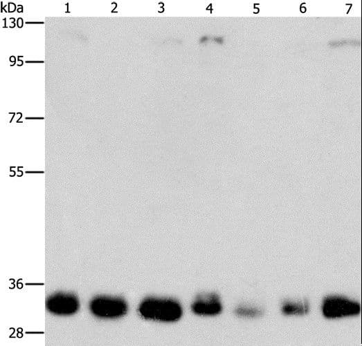 MPG Antibody