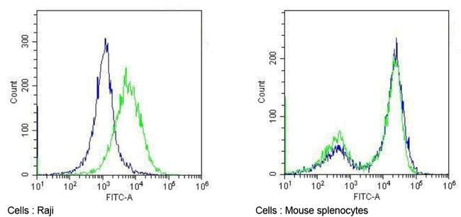 Monoclonal Mouse anti-Human CD86 Antibody (clone BU63, IHC, WB)